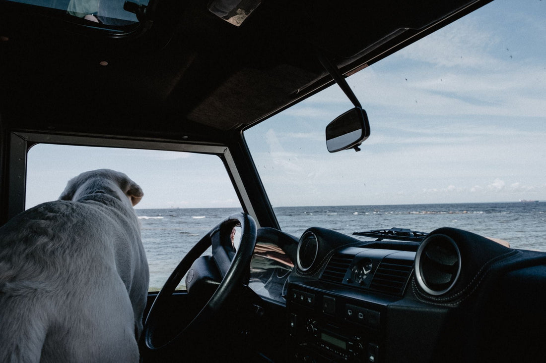 A dog sitting in the front of a car looking out of the windscreen at the sea
