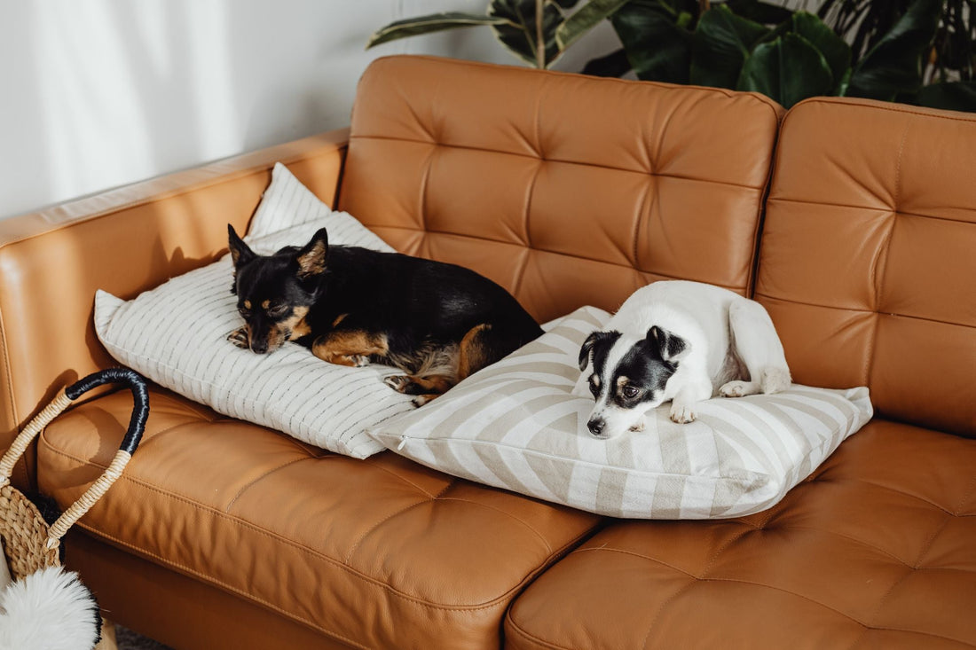 Two small dogs resting on cushions on a tan leather sofa in a bright living room